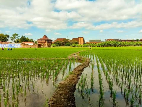 Rice fields Stock Photos