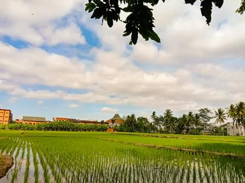 Rice fields Stock Photos