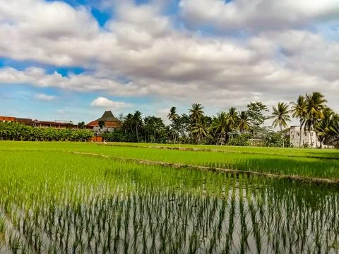 Rice fields Stock Photos