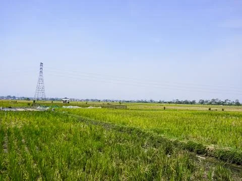 Rice fields Stock Photos