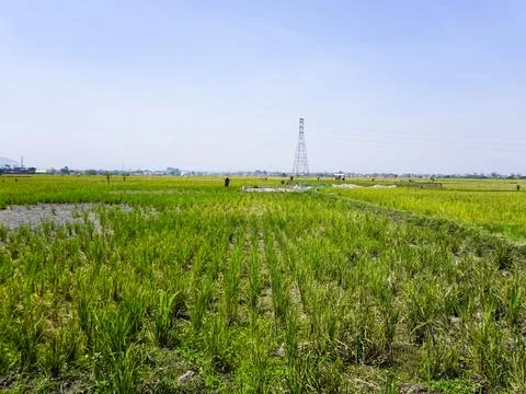 Rice fields Stock Photos