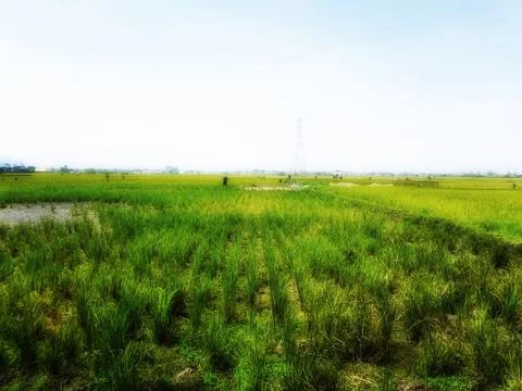Rice fields Stock Photos