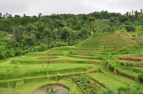 RICE FIELDS Stock Photos