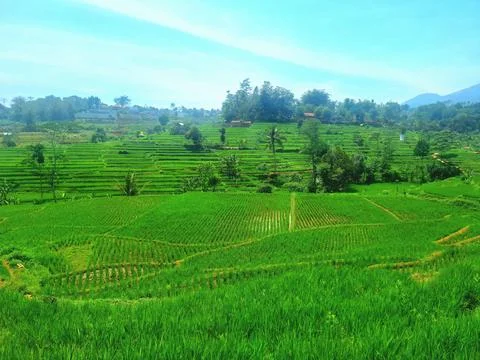 Rice fields Stock Photos