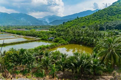 Rice fields. Stock-Fotos