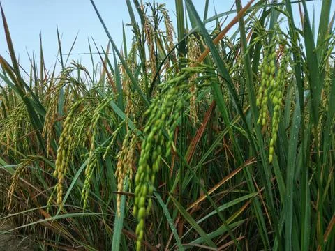 Rice in the fields Stock Photos