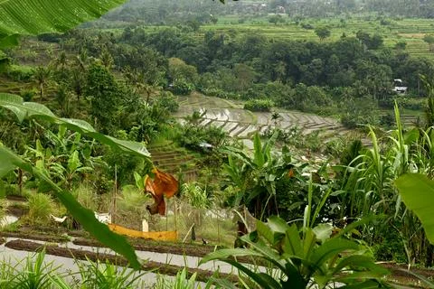 Rice fields Photos
