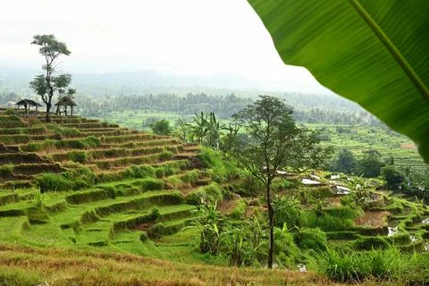 Rice fields Foto stock