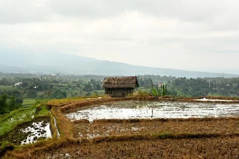 Rice fields 库存照片