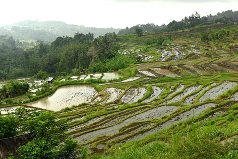 Rice fields Foto stock