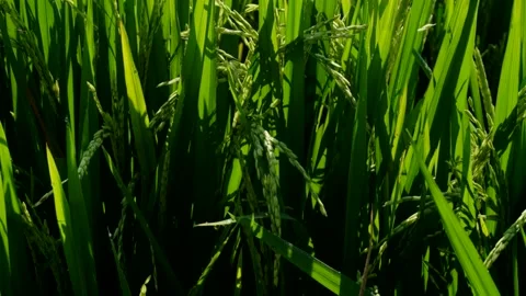 Rice fields planted with rice Stock Footage 200770943