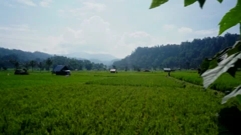 Rice fields planted with rice Stock Footage 200770967
