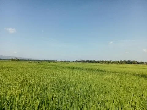 Rice fields planted with rice, rice is one of the staple foods. Фото