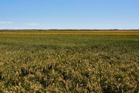 Rice fields prepared for harvesting Stock Photos
