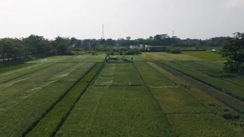 Rice Fields Protected with Netting to Prevent Bird Damage Stock Footage 328102714