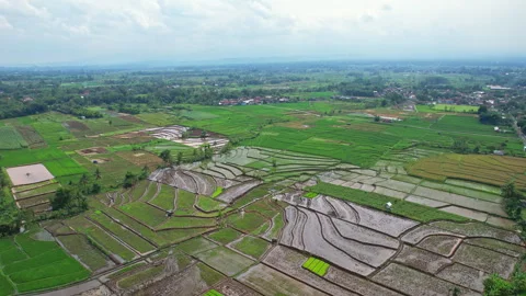 Rice fields in Purbalingga regency, Java island, Indonesia Stock Footage 341673076