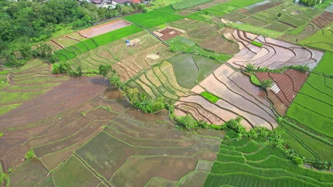 Rice fields in Purbalingga regency, Java island, Indonesia Stock Footage 341673684