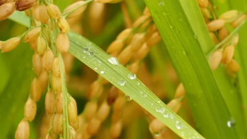 Rice fields in rain day raindrop on the grass 库存影片 164009815