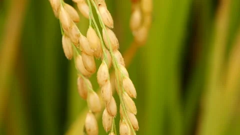 Rice fields in rain day raindrops 库存影片 164010106