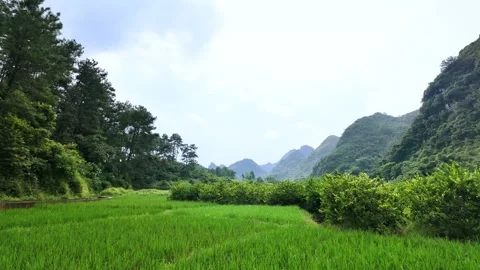 Rice Fields in the Rain Guangxi 4K Video Stock Footage 319422938