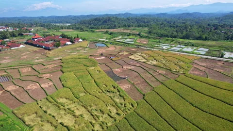 Rice fields ready for harvest, in Bumiayu, Brebes, Java, Indonesia Stock Footage 340622683