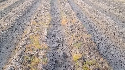 Rice Fields Ready for Planting Stock Footage 341456577