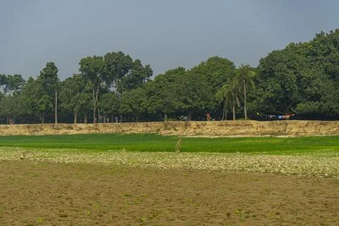 Rice fields ready for rice planting. Stock Photos