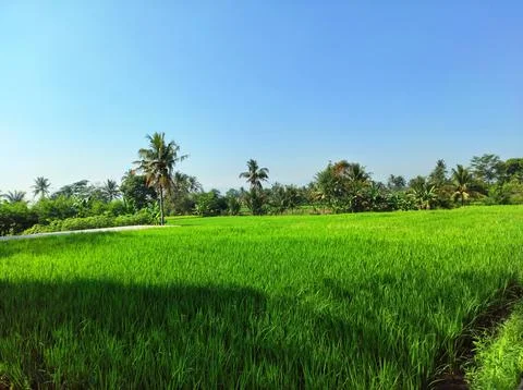 Rice fields in the rice fields Stock Photos