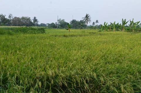 Rice fields in the rice fields Stock Photos