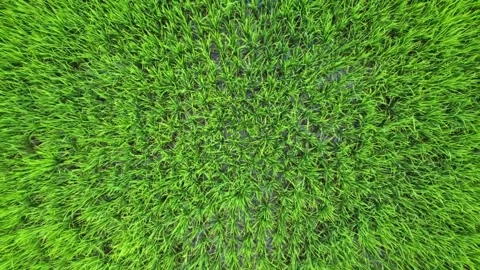 Rice fields, with rice plants and coconut trees, 4k video Stock Footage 234741369