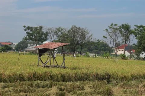 Rice fields with rice ready to be harvested Stock Photos