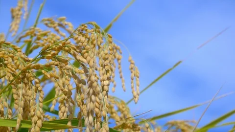 Rice fields with ripe golden ears Stock Footage 88937080