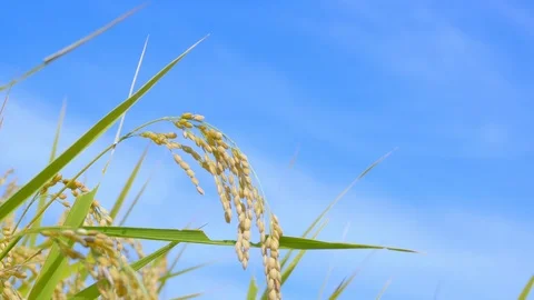 Rice fields with ripe golden ears Stock Footage 88989489