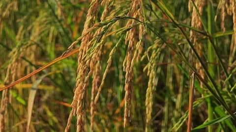 Rice fields with ripe golden ears. Stock Footage 304437097