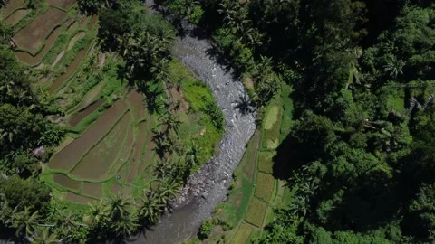 Rice Fields, river and forest in Ubud, Bali Indonesia 스톡 동영상 195439709