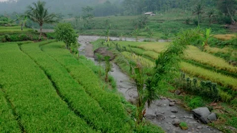Rice fields with river Stock Footage 292616295