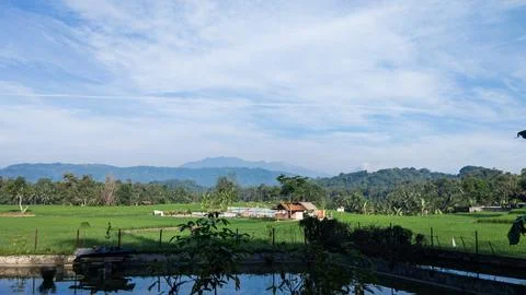 Rice Fields In Rural Indonesia Stock Photos