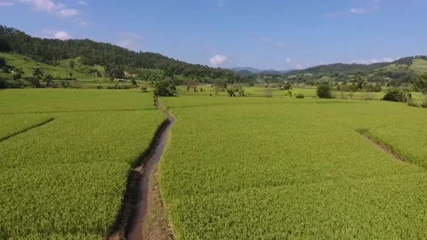 Rice fields in rural Thailand Stock Footage 217208210