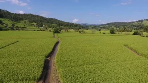 Rice fields in rural Thailand Stock Footage 217208288