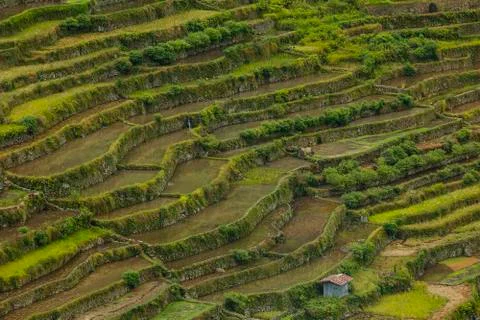 Rice fields-sagada-philippines Stock Photos
