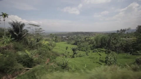 Rice fields (sawas) on Java, Indonesia Stockbeeldmateriaal 45829427