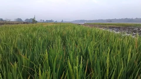 Rice Fields Scenery Stock Footage 341456612
