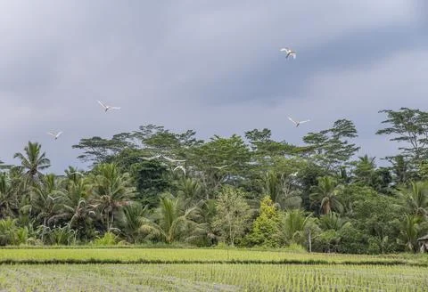 Rice fields scenic view with trees at Ubud - Bali Indonesia - travel destin.. Stock Photos