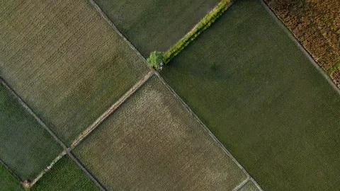 Rice fields seen from above with a drone Vídeos de archivo 277140909