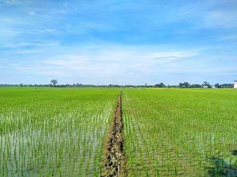 Rice fields with separate rice fields dividing the embankments Stock Photos