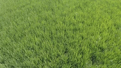 Rice fields shooting angle  from the sky Stock Footage 172053393