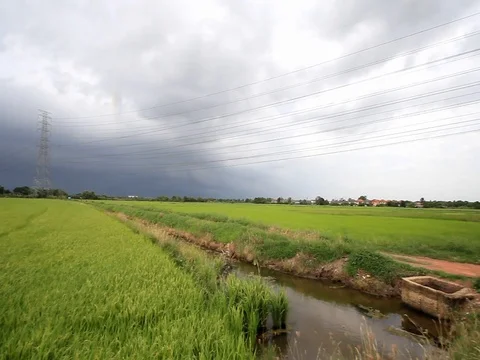 Rice fields with sky before rainy . 스톡 동영상 76858827