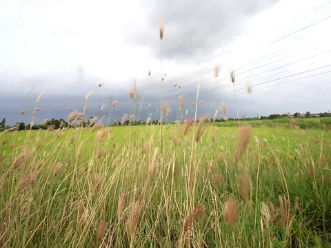 Rice fields with sky before rainy . 스톡 동영상 76859061