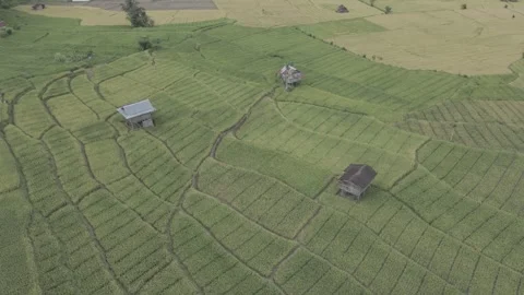 Rice fields with small huts Video stock 266541463