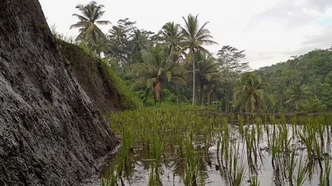 Rice fields with small waterfalls Video stock 268615101